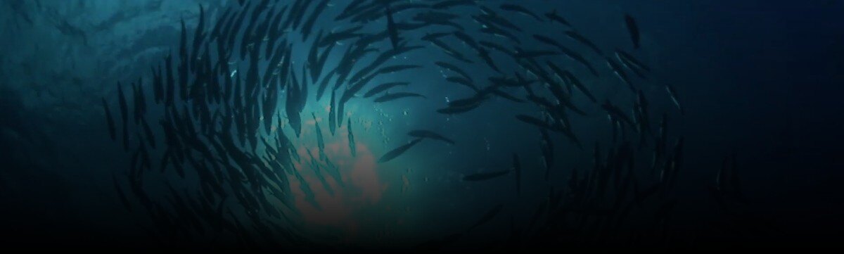 A school of fish swim in the ocean